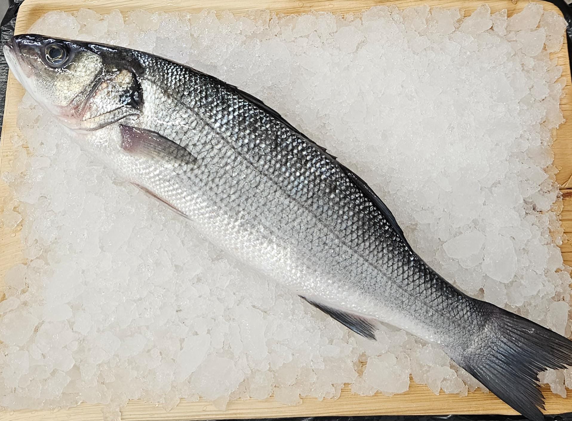 דגים לכל המשפחה