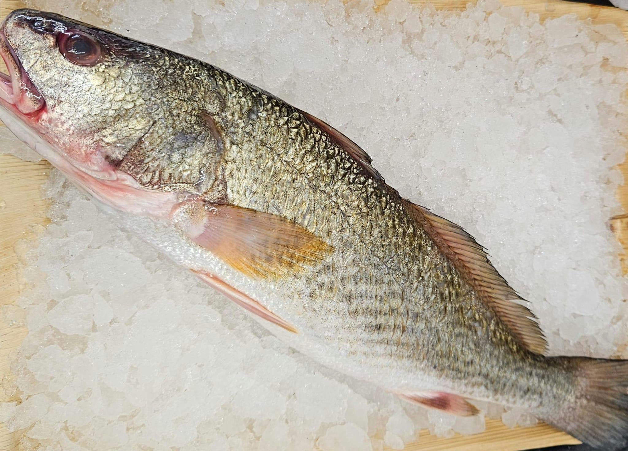 חנות דגים אונליין