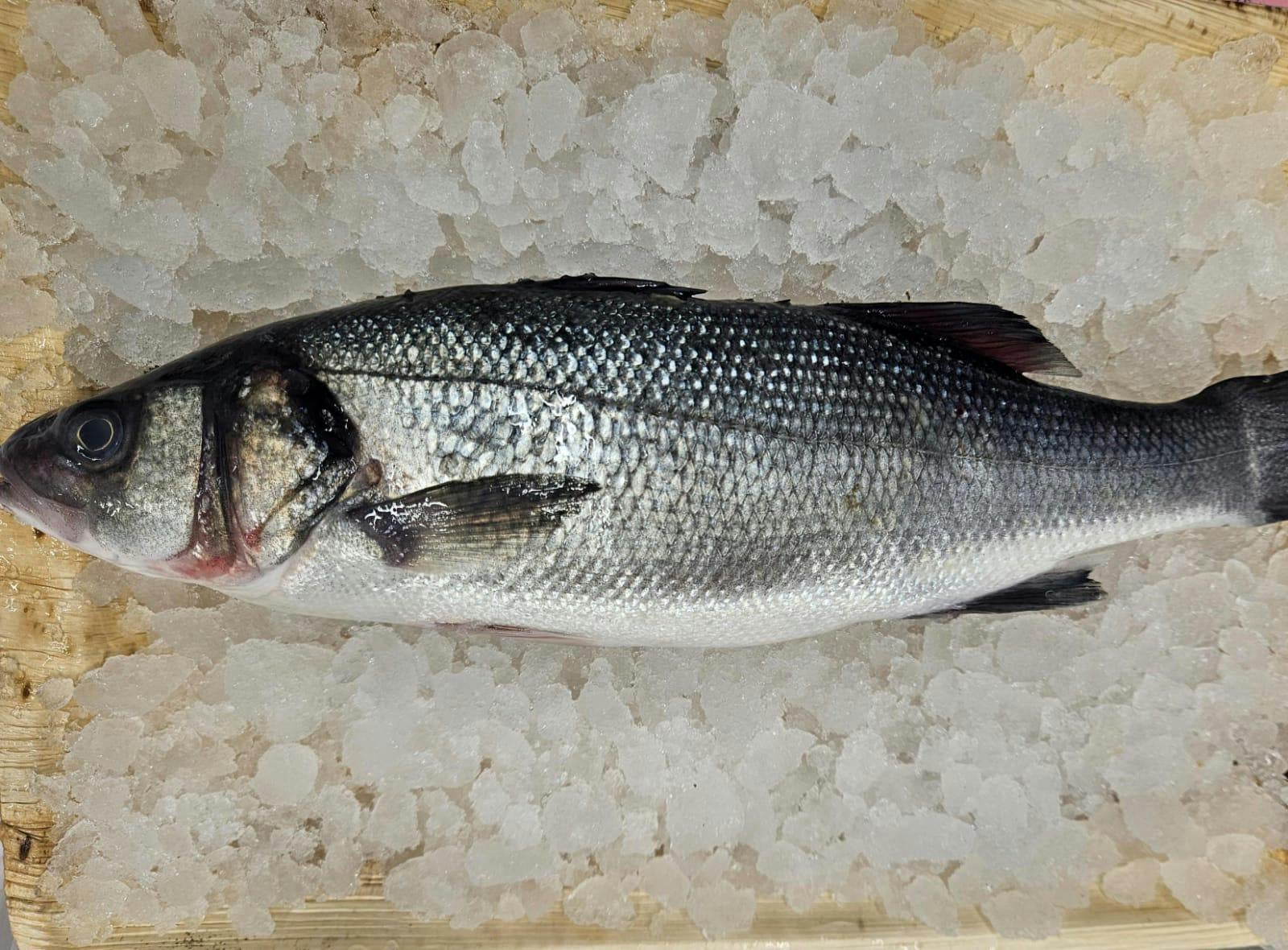 חנות דגים בחיפה עם מבחר ענק של סוגי דגים טריים