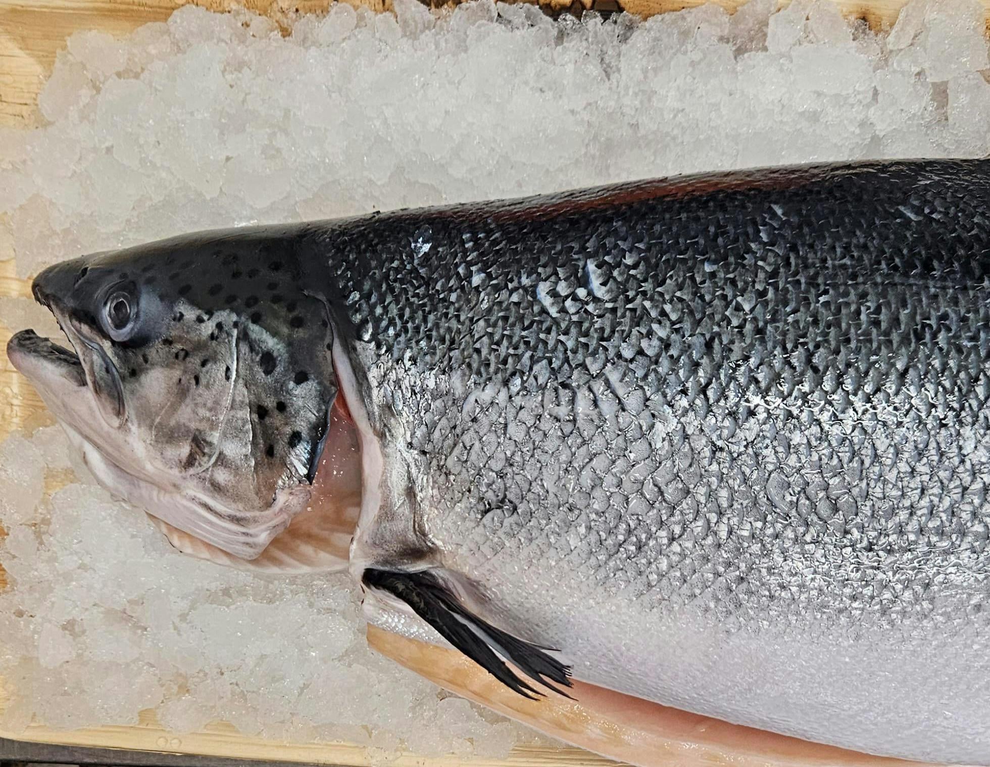 הזמנת דגים עד הבית בחיפה