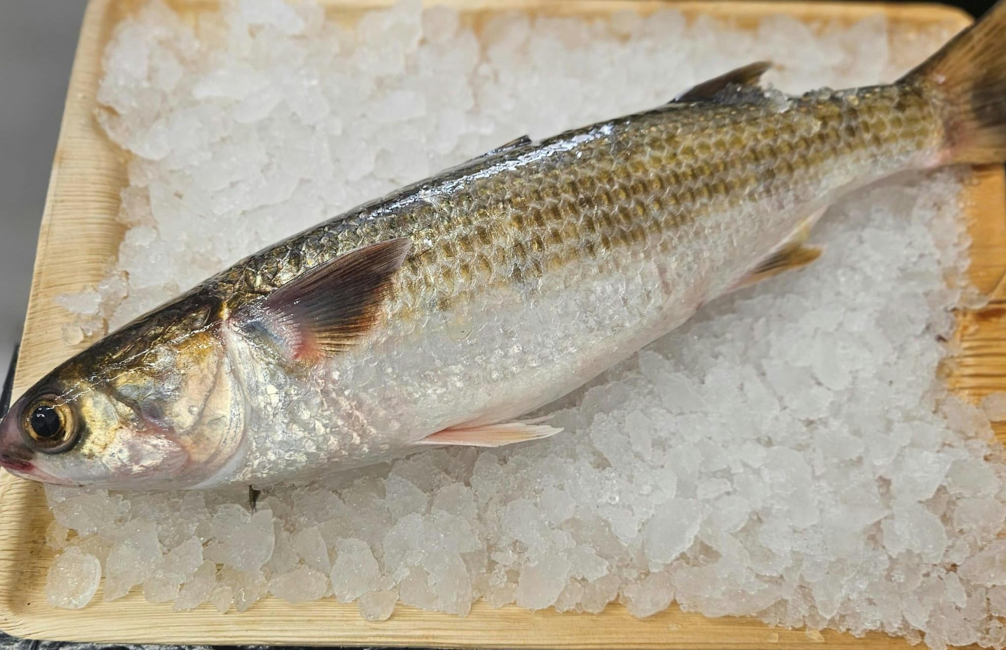 חנות דגים אונליין באזור חיפה – טריות מובטחת