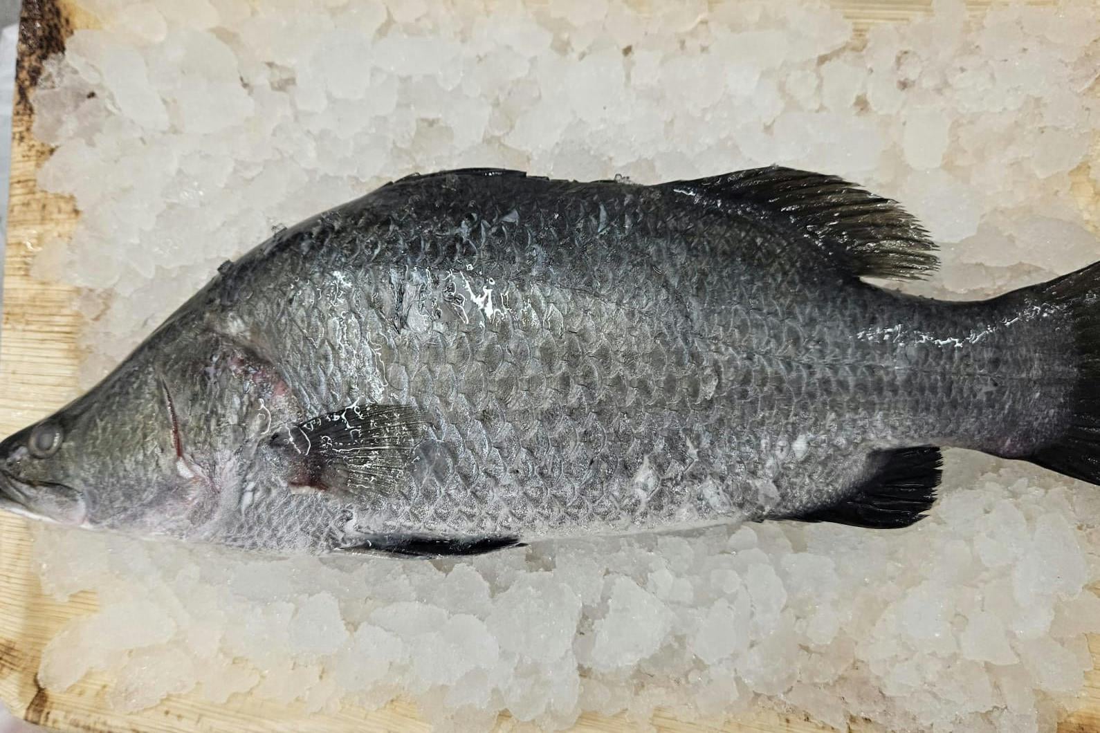 הזמנת דגים בחיפה