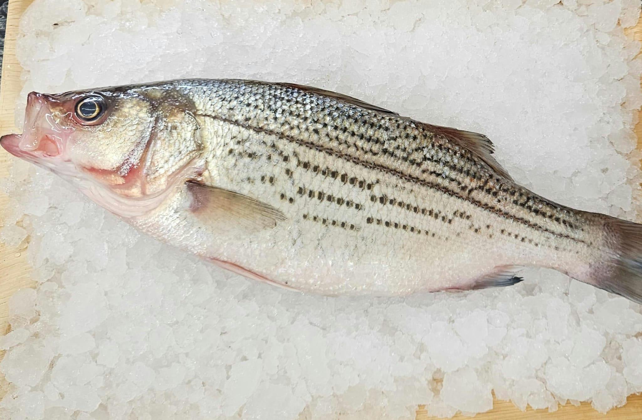 קנו דגים טריים באיכות הגבוהה ביותר אצלנו אונליין