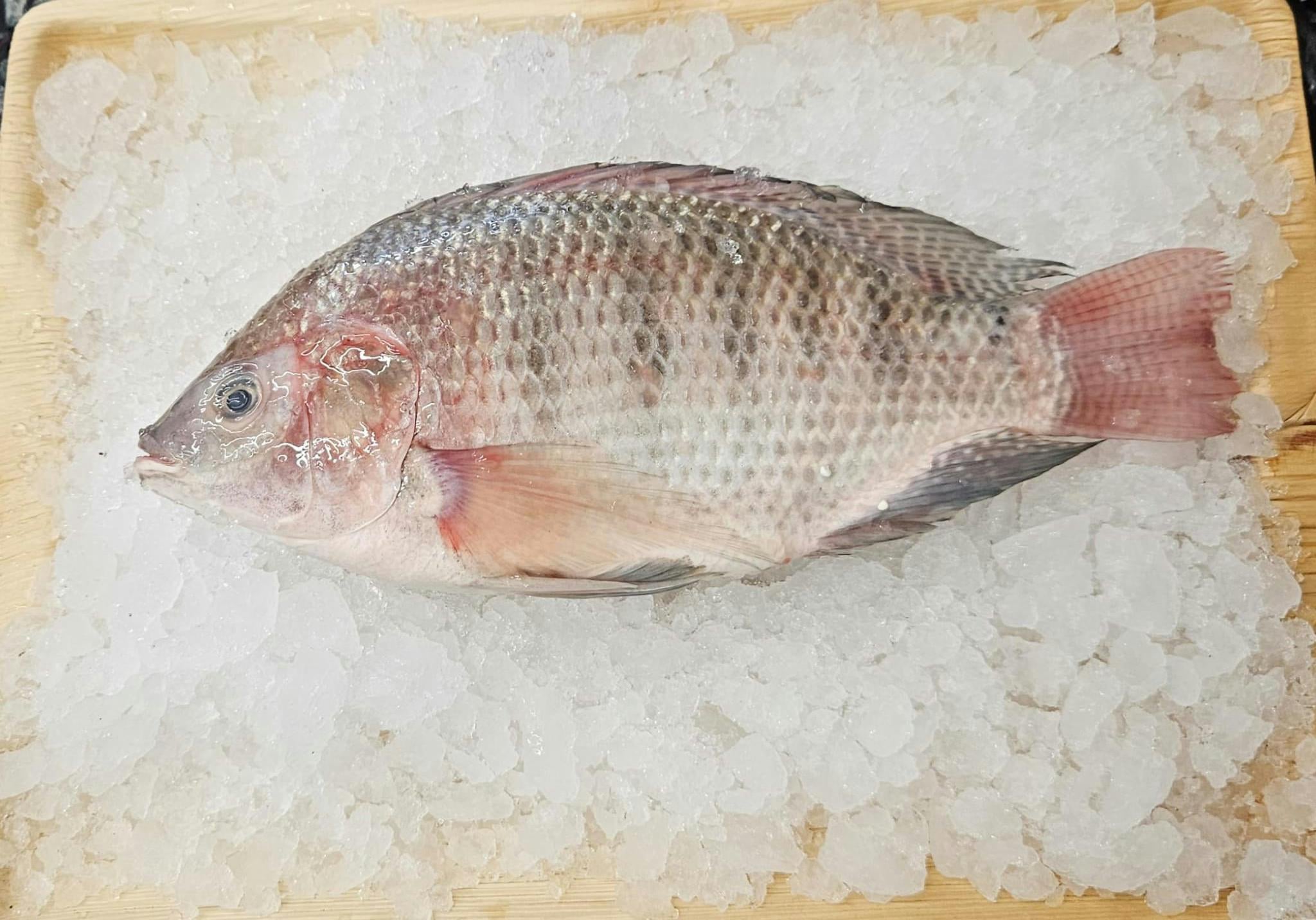 דג אמנון הזמנה