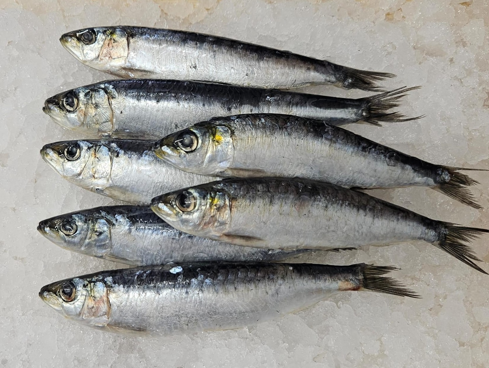 משלוחי דגים